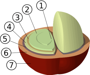 Hatillo Coffee infographic showing the Structure of a coffee cherry