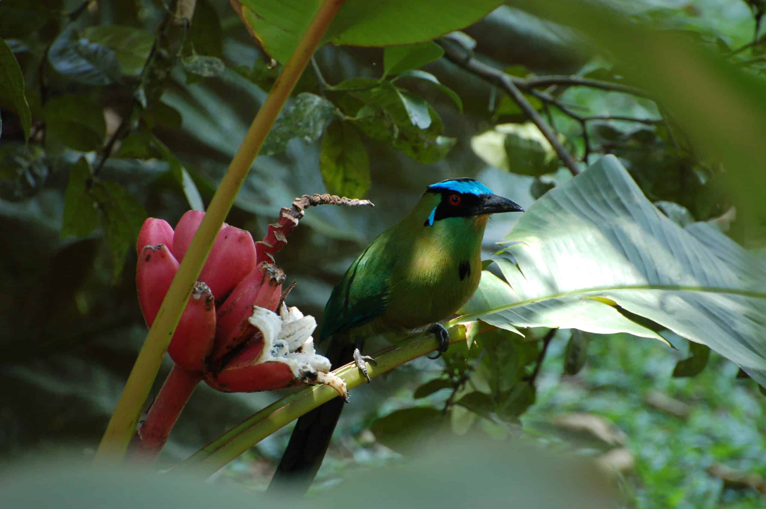 picture of a Soledad bird taken in Hatillo Coffee's Las Soledades farm near el Retiro Antioquia, Colombia