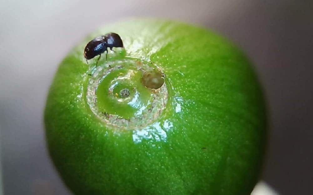 coffee borer beetle sitting on a green coffee cherry