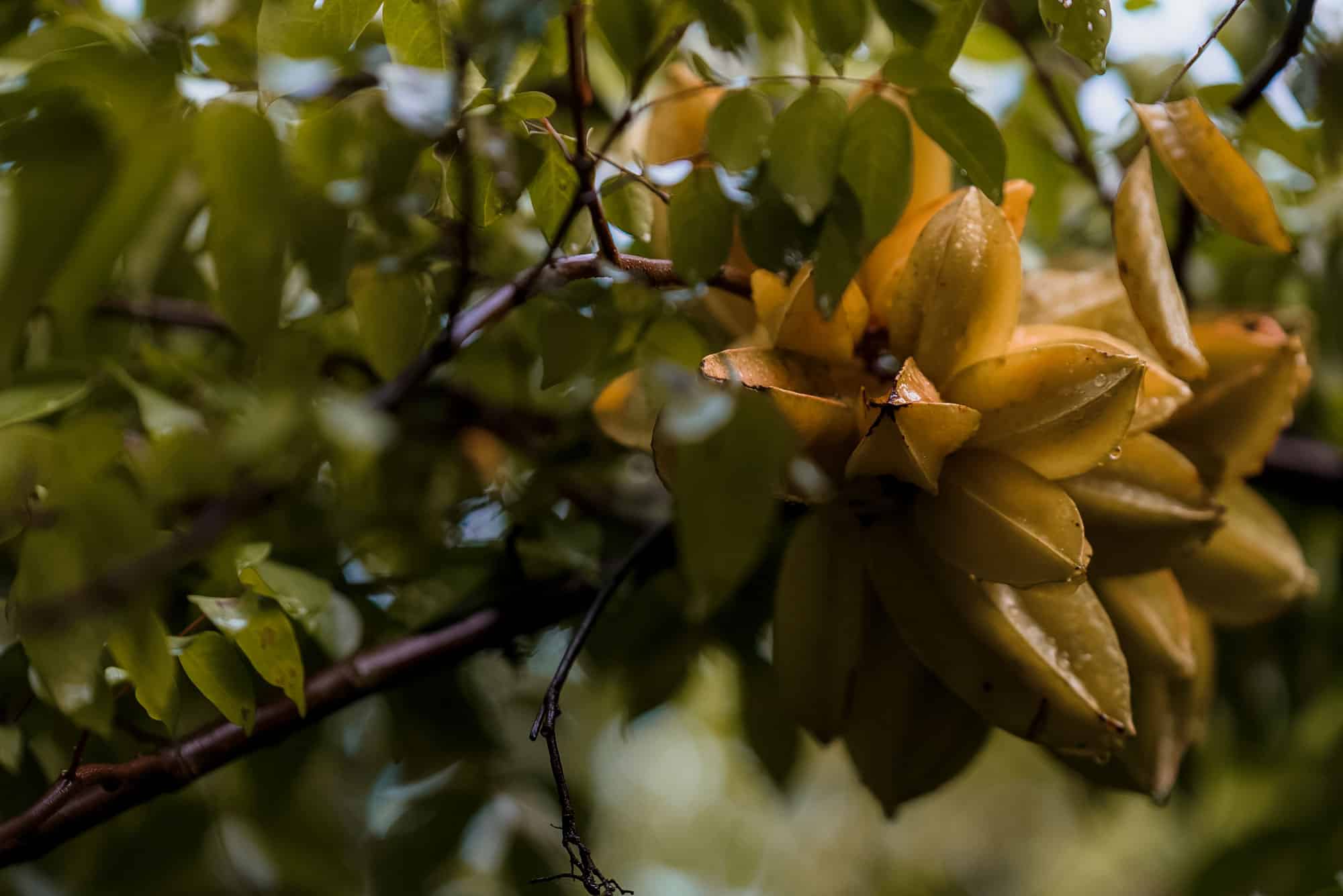 picture showing a star fruit growing in one of Hatillo Coffee's specialty coffee farms near Barbosa Antioquia Colombia