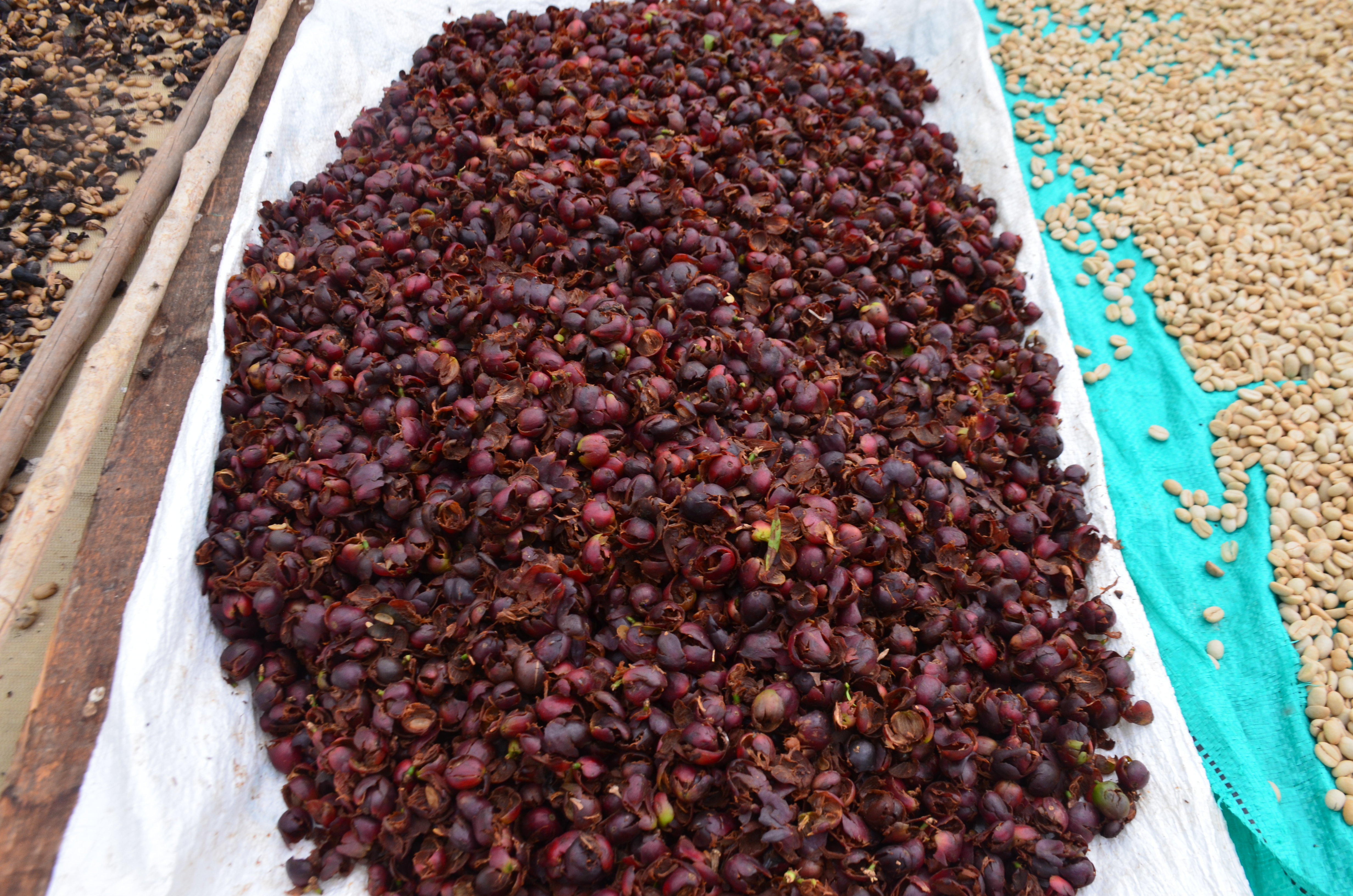 picture of coffee cherry pulp drying under the sun in La Teresita specialty coffee farm by Hatillo Coffee