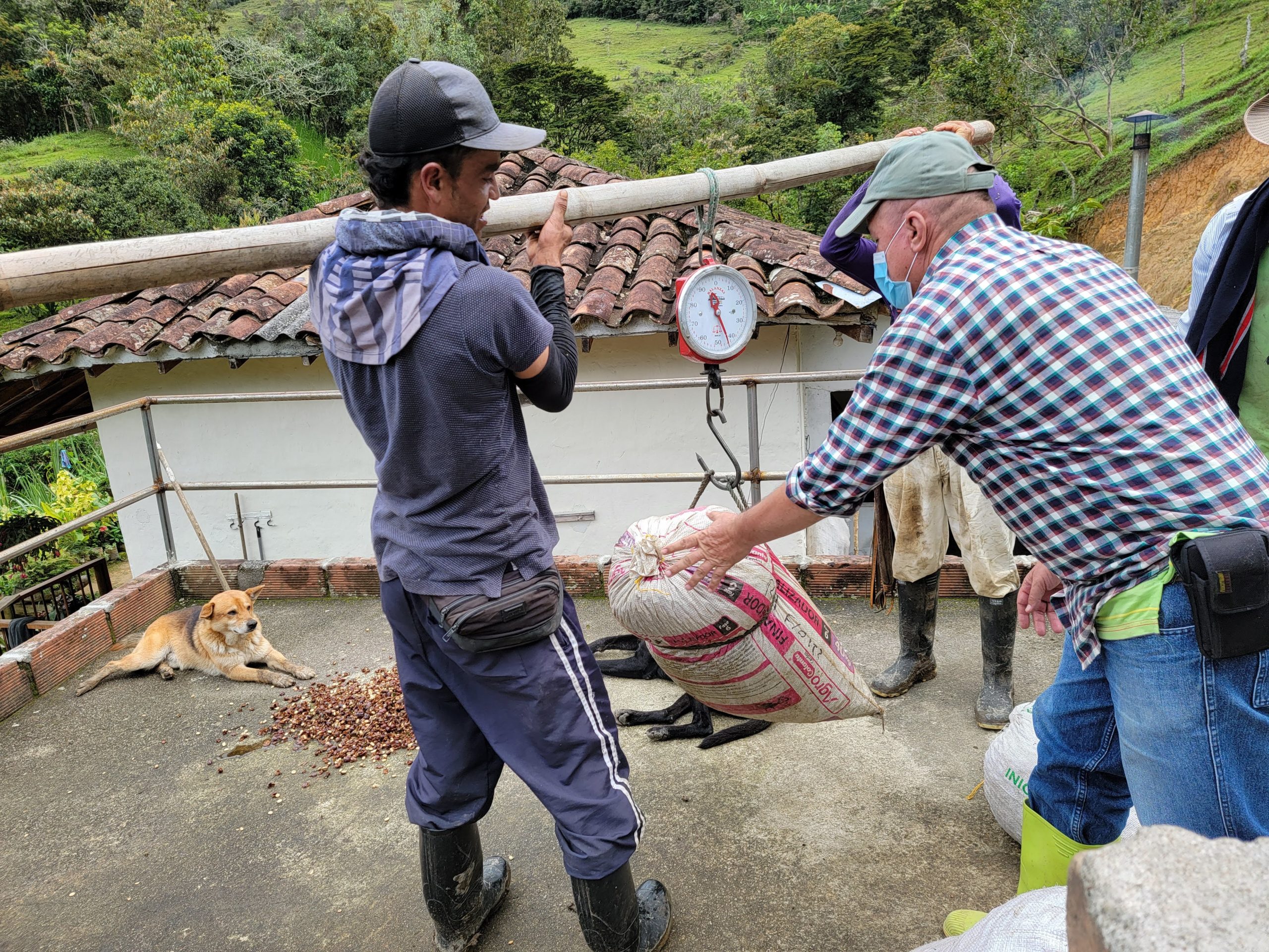 picture showing Raul Flores in his La Teresita specialty coffee farm weighing coffee cherries to pay the pickers for their labor taken by Hatillo Coffee